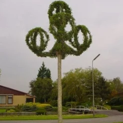 Lantaarnringen (Ligustrum Delavayanum)