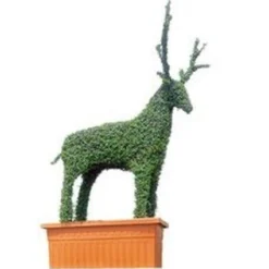 Deer (Ligustrum Delavayanum)