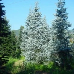 Colorado Zilverspar (Abies Concolor)