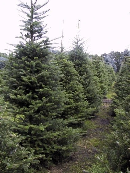 Koreaanse Zilverspar (Abies Koreana) - Image 11