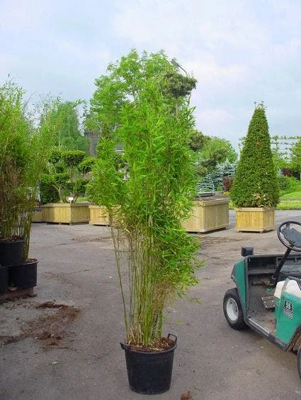 Niet Woekerende Bamboe (Fargesia 'Great Wall') - Image 5