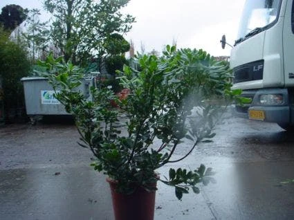 Australische Laurier (Pittosporum Tobira 'Variegatum') - Image 2