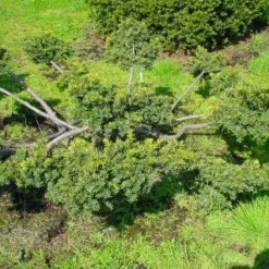 Taxus Als Bonsai (Taxus Baccata 'Summergold')