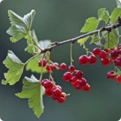 Rode Bes Op Stam (Ribes Rubrum 'Jonkheer Van Tets') - Image 2