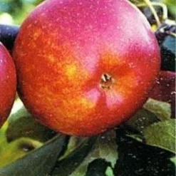 Lei-Appel (Malus Domestica 'Rubinola')