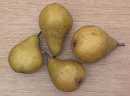 Perenboom (Pyrus Communis 'Gieser Wildeman') - Image 4