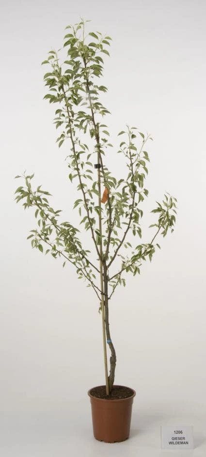 Perenboom (Pyrus Communis 'Gieser Wildeman') - Image 3