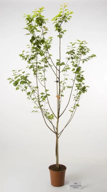 Abrikozenboom (Prunus Armeniaca 'Hongaarse')