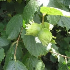 Hazelaar/Hazelnoot (Corylus Avellana 'Halle'sche Riesen')