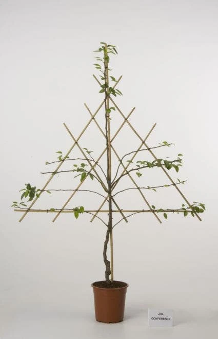 Lei-peer (Pyrus Communis 'Conference') - Image 2