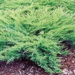 Jeneverbes (Juniperus Media 'Pfitzeriana Glauca')