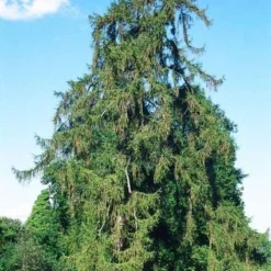Lariks (Larix Decidua)