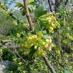 Gele Ribes (Ribes Odoratum)