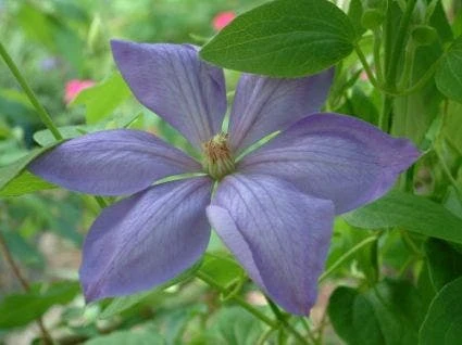 Bosrank (Clematis 'Mrs Cholmondeley') - Image 4