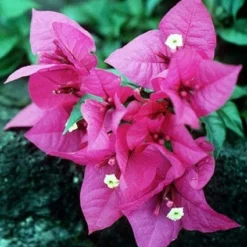 Bougainvillea Als Struik (Bougainvillea Glabra)
