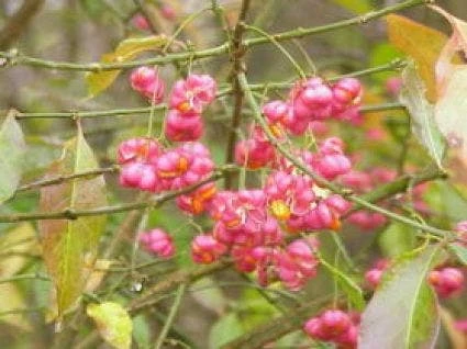 Wilde Kardinaalsmuts, Bosplantsoen (Euonymus Europaeus) - Image 2