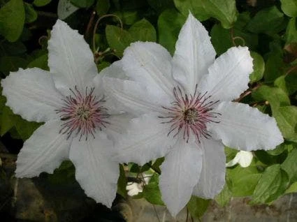 Bosrank (Clematis 'Snow Queen') - Image 3
