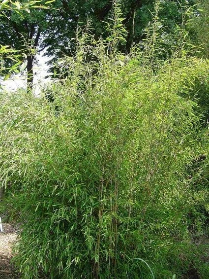 Niet Woekerende Bamboe (Fargesia 'Great Wall') - Image 6