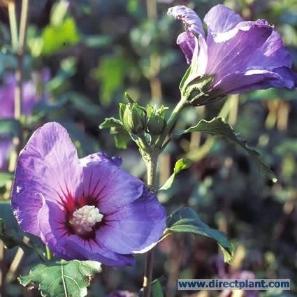 Altheastruik Op Stam (Hibiscus Syriacus 'Oiseau Blue') - Image 2