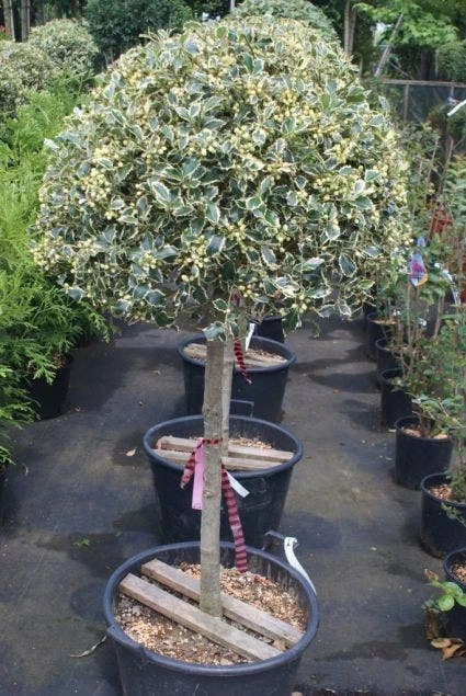 Hulst Op Stam (Ilex 'Argentea Marginata') - Image 5