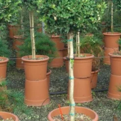 Buxus Op Stam (Buxus Sempervirens 'Rotundifolia')