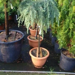 Blauwe Ceder Op Stam (Cedrus Deodara 'Feelin Blue')