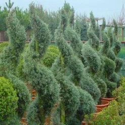 Cipres Als Spiraal (Cupressus Arizonica 'Glauca')