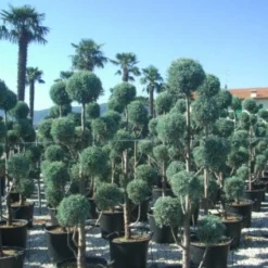 Cipres Als Pompon (Cupressus Arizonica 'Glauca')