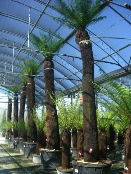 Boomvaren (Dicksonia Antarctica) - Image 3