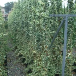 Bonte Klimop (Hedera Helix 'Marginata Elegantissima')