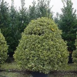 Bonte Hulst In Bolvrom (Ilex Aquifolium 'Silver Queen' )