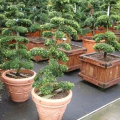 Japanse Hulst Als Bonsai (Ilex Crenata)