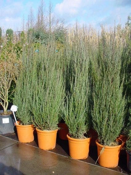 Jeneverbes (Juniperus Scopulorum 'Skyrocket') - Image 3