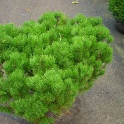 Bergden (Pinus Mugo Mughus)