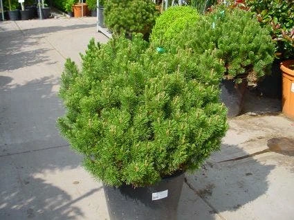 Bergden (Pinus Mugo Mughus) - Image 2