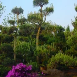 Grove Den Als Bonsai (Pinus Sylvestris)