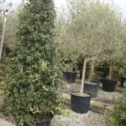 Steeneik Als Piramide (Quercus Ilex)