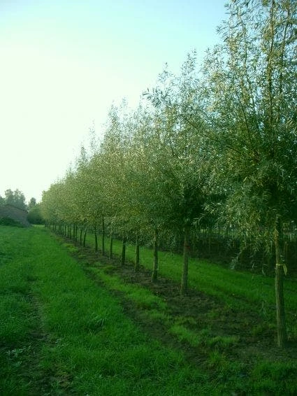 Knotwilg (Salix Alba) - Image 6