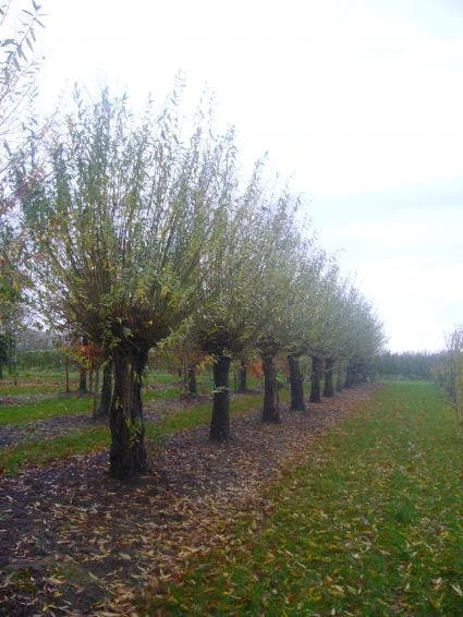 Knotwilg (Salix Alba) - Image 7