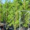 Moerascipres (Taxodium Distichum 'Nutans')