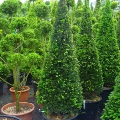 Taxus Als Kegel (Taxus Baccata)