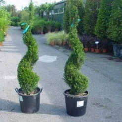 Taxus Als Spiraal (Taxus Baccata)