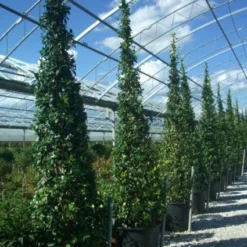 Toscaanse Jasmijn Als Piramide (Trachelospernum Jasminoides)