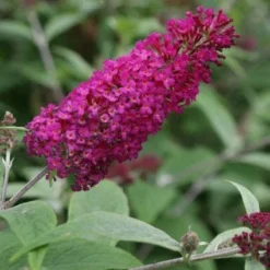 Vlinderstruik (Buddleja 'Miss Ruby')