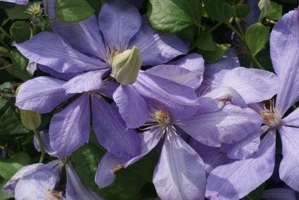 Bosrank (Clematis 'Mrs Cholmondeley') - Image 5
