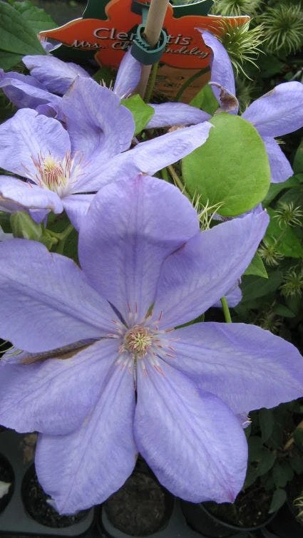 Bosrank (Clematis 'Mrs Cholmondeley') - Image 6