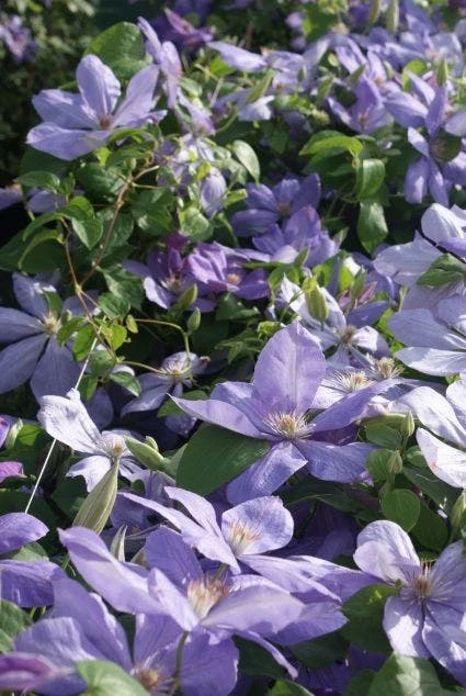Bosrank (Clematis 'Mrs Cholmondeley') - Image 7