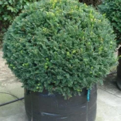 Taxusbol (Taxus Baccata)