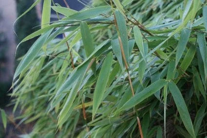 Niet Woekerende Bamboe (Fargesia Murieliae 'Bimbo') - Image 5