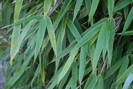 Niet Woekerende Bamboe (Fargesia 'Great Wall') - Image 4